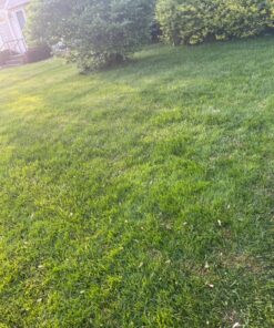 Scotts Turf Builder Weed & Feed3, Weed Killer Plus Lawn Fertilizer, Controls Dandelion and Clover, 5,000 sq. ft., 14.29 lbs. 5,000 sq. ft. Weed and Feed 58 81JZN42VmL