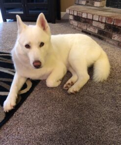 Capstar Green Box Flea Oral Treatment for Large Dogs Over 25lbs. 6 Pill/tablets (CA4925Y07AM) 5 81JZgxYVx1L