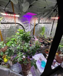 Zazzy Grow Tent, 96“X48 X78 Plant Growing Tents 600D Mylar Hydroponic Indoor Grow Tent with Window, Kit Bag & Floor Tray 96"X48"X78" 41 81JZvHB1HxL