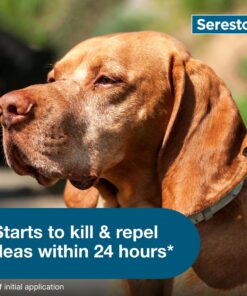 Seresto Large Dog Vet-Recommended Flea & Tick Treatment & Prevention Collar for Dogs Over 18 lbs. | 8 Months Protection 1 Pack Large Dog Only 30 81JafgWpOvL