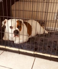 MidWest Homes for Pets Reversible Paw Print Pet Bed in Blue / White, Dog Bed Measures 40L x 26W x 3.5H for Large Dogs, Machine Wash 40.0"L x 26.0"W x 3.5"Th 26 81Jb4S4dvjL