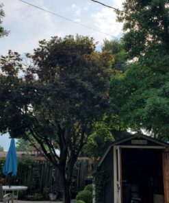 Natural Chemistry Phosfree, 3-Liter 1-Pack 19 81JbCtOdjGL