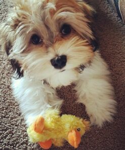 KONG - Plush, Low Stuffing Squeak Duck Dog Toy - Replacement Squeaker Included- For Small Dogs 1 Pack 30 81JfN1zhIBL