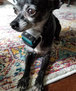 PetSafe Gentle Spray Bark Collar for Dogs, Citronella, Anti-Bark Device, Water Resistant,black and sliver,Adjustable Original 22 81JhgGFfrtL