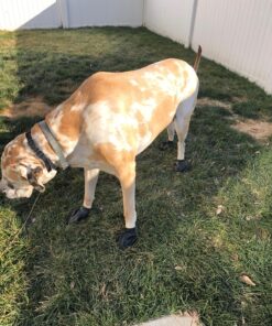 PawZ Rubber Dog Boots for Paws 4" and Up, 12 Pack - All-Weather Dog Booties for Hot Pavement, Snow, Mud, and Rain - Waterproof, Anti Slip Dog Socks - X-Large, Black 19 81Jj7nDzAjL