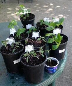 Pea Seed, Sugar Daddy Snap Pea, Heirloom, Non GMO, 20 Seeds, Perfect Peas, Country Creek Acres 20 81JjgNW8iXL