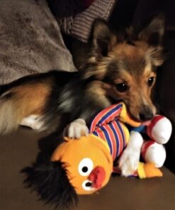 Diggin' Your Dog Firm Up Pumpkin for Dogs & Cats, 100% Made in USA, Pumpkin Powder for Dogs, Digestive Support, Apple Pectin, Fiber, Healthy Stool, 16 oz 16 oz (Pack of 1) 37 81JjhgCIUmL