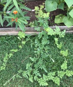 Backyard Safari Company Sunny-Side Up Gardens, Little Pizza Garden 17 81JmnO8TDxL