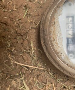 Wondercide - EcoTreat Outdoor Pest Control Spray Concentrate with Natural Essential Oils - Mosquito, Ant, Roach, and Insect Killer, Treatment, and Repellent - Safe for Pets, Plants, Kids - 16 oz 27 81JrQq6PqL