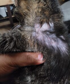 Green Goo Animal First Aid Salve, Household Pets & Farm Animals, Great for Frostbite, Cuts, Scrapes & More, 1.82 Ounce Large Tin 1.82 Ounce (Pack of 1) 17 81JrTyad qL