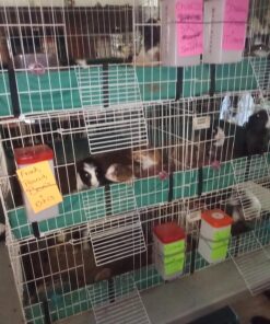 RentACoop 32oz(1L) Drinker Plus 2 Versatile Nipples - Suitable for Chicks, Quail, Pigeons, Doves, and Other Smaller Birds - 1 Pack Pack of 1 27 81JsInPTY6L