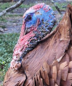 Banixx for Pecking Sores, Bumble Foot, Fowl Pox, Raw Vent Area Infection, Chicken Leg/Foot Injuries 9 81JtGTmjyaL