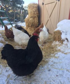 NaturesPeck® Dried Mealworms (11-22-44 lbs) Non-GMO High Protein Treats for Chickens & Wild Birds 11.00 Pound (Pack of 1) 14 81JuU2gm1vL