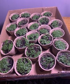 Outsidepride Viola Johnny Jump Up Wild Flowers & Ground Cover Plants - 5000 Seeds Johnny-jump Up 45 81Jy2jjwnoL