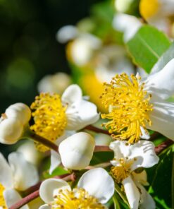 US Organic Tamanu Oil, USDA Certified Organic, 100% Pure Virgin Cold Pressed Unrefined, Dark Green Color, Sourced from Southeast Asia_Improved cap_2oz (56 ml) 2 Fl Oz (Pack of 1) 13 81Jytjr QUL