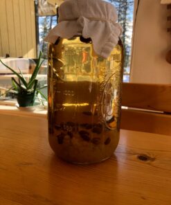 QUARTER POUND Original Water Kefir Grains Exclusively from Florida Sun Kefir with 12 Brewing Bags Mild Sweetness to Tart 0.25 Ounce (Pack of 4) 29 81K0k3qEU8L