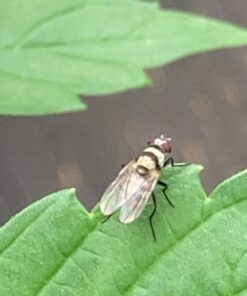 AgroMagen, GrowSafe Bio-Pesticide For Spider, Organic Natural Miticide, Fungicide and Insecticide, (8.5 fl.oz.) 8.5 Fl Oz (Pack of 1) 33 81K4RlO HVL