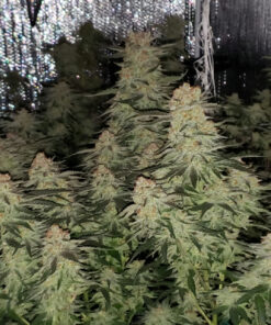 BESTVA 2024 Newest Upgrade 2000W Led Grow Light with High Yield Diodes Full Spectrum LED Grow Lights for Indoor Plants Greenhouse Veg Bloom Light Hydroponic Grow Lamp 52 81K8lCzLMNL