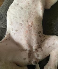 Pet MD Topical Wipes for Cleansing - with Aloe for Cats and Dogs - 50 Count 38 81K9kKxZv4L