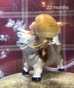 Golden Mystery Snail - 1/2"-2" - Algae Eater for Aquariums 33 81K9ruI6fqL