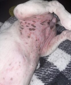 Pet MD Topical Wipes for Cleansing - with Aloe for Cats and Dogs - 50 Count 39 81KAjNPENJL