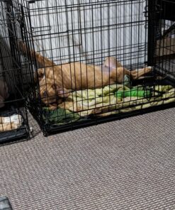 MidWest Homes for Pets Newly Enhanced Double Door iCrate Dog Crate, Includes Leak-Proof Pan, Floor Protecting Feet, Divider Panel & New Patented Features 36 inch (Pack of 1) 33 81KJZcaZy0L