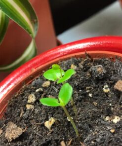 Zombie Plant Greenhouse Grow KIT- (Touch It and It Plays Dead!) Unique Nature Kit- Grow a Fun House Plant That Plays Dead When You Touch It! Comes Back to Life in Minute. Unique Christmas Gift Idea 28 81KN9hfnhVL