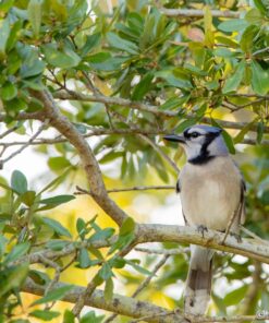 Tamron SP 150-600mm F/5-6.3 Di VC USD G2 for Canon Digital SLR Cameras Lens Only 61 81KOObWu2KL