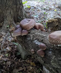 2funguys Shiitake Plug Spawn Starter Kit - Grown Your Own Mushrooms 30 81KRs3FldzL