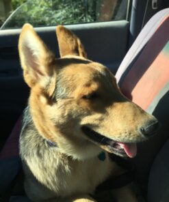 Leashboss 3X - Two Handle Dog Leash with Extra Traffic Handle - Heavy Duty Double Padded Handle Lead for Walking and Training Large Dogs - Large Dog Leash for Control and Training 31 81KTFkahiSL