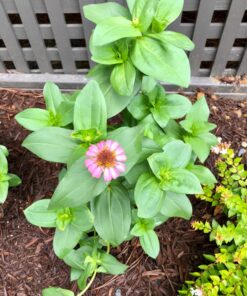 Outsidepride Zinnia Elegans Lilliput Heat & Drought Tolerant Garden Cut Flower Mix - 1000 Seeds Lilliput Mix 78 81KToK53C1L