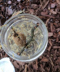 Praying Mantis adults Case with Hatching Habitat Bag - 2 Praying Mantids Egg Cases 2 Pod Habitat Bag 23 81KU0YNcJiL