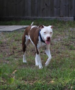 RunCam 2 FPV Camera 1080P60fps Ultra HD Mini WiFi Sports Action Video Camera, Orange 26 81KU7VZCRL