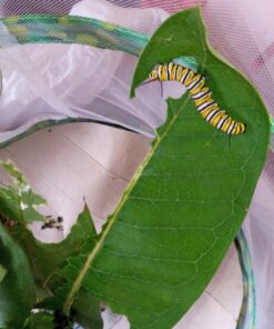 RESTCLOUD Insect and Butterfly Habitat Cage Terrarium Pop-up 12" x 14" Tall 19 81KUY2RwVLL