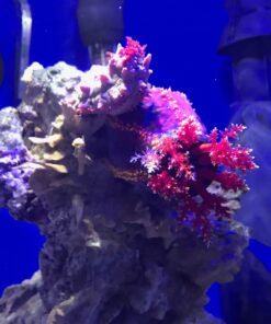 Seachem Prime Fresh and Saltwater Conditioner - Chemical Remover and Detoxifier 500 ml 28 81KUw5NtIL