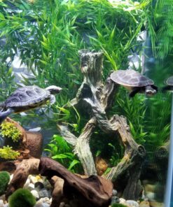 Marina Decor Mangrove Root, Large 39 81KVxhB1f0L