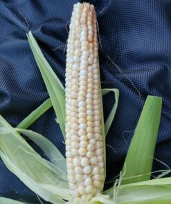 Glass Gem Indian Corn Heirloom Seed - The Most Beautiful Corn in the World! 39 81KX69ECnUL