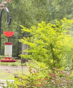 Kaytee Hummingbird ElectroNectar Wild Bird Food, Ready to Use, 64 Ounces 64 oz Ready To Use 32 81KXlKjDMSL