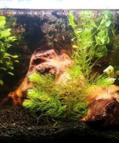 6 Plant Species Live Aquatic Plants Package - Microsorum Java Fern, Amazon, Moneywort and More! 39 81KY5Hn6GyL
