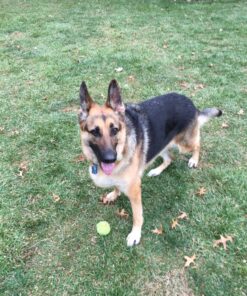 Stratford Pharmaceuticals EZ Chew Omega 3 Fatty Acid Soft Chew Max Strength - Dog Omega 3 Supplement - Soft Chew Treats with Fish Oil for Dogs - Large and Giant Dogs - 90 Soft Chews 6 81KY8GjgosL