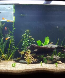 6 Plant Species Live Aquatic Plants Package - Microsorum Java Fern, Amazon, Moneywort and More! 59 81KYF5vu9EL