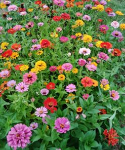 Zinnia - California Giant Mix - Bulk Pack 5,000 Seeds by Seeds2Go 29 81KZRH6MM3L