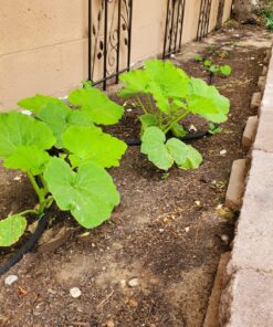 Swan Products Element CELSP38050 SoakerPro Landscaping Soaker Hose 50 ft, 3/8" diameter, Black 50' x 3/8" 14 81KcIqDLl8L