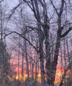 Tiffen 67UVP 67mm UV Protection Filter 27 81KcXzoHUOL