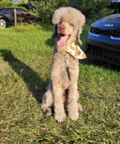 BV Pet Tie Out Cable for Dogs Up to 125 Pounds, 30 Feet (Red/ 125lbs/ 30ft) 125lbs/ 30ft/ Red 29 81Kcc4UBGL