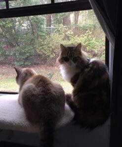 Arm Hammer Clump Seal Litter Multi-Cat Complete Odor Sealing Clumping Clay Cat Litter, 28lb 40 81KcyTas2ML