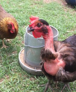 Miller 9112 12lb. Galvanized Hanging Poultry Feeder 12 lb 16 81Ki4Zkqs0L