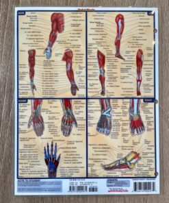 Muscular System (Quick Study Academic) 12 81KiLYNfFXL