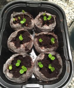 Zombie Plant Greenhouse Grow KIT- (Touch It and It Plays Dead!) Unique Nature Kit- Grow a Fun House Plant That Plays Dead When You Touch It! Comes Back to Life in Minute. Unique Christmas Gift Idea 29 81KjH34RkwL