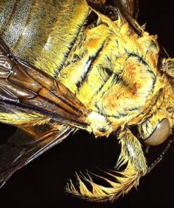 Dino-Lite USB Digital Microscope AM4815ZT - 1.3MP, 15x - 200x Optical Magnification, Measurement, Polarized Light, EDOF (Discontinued) 12 81KlKLeWzlL